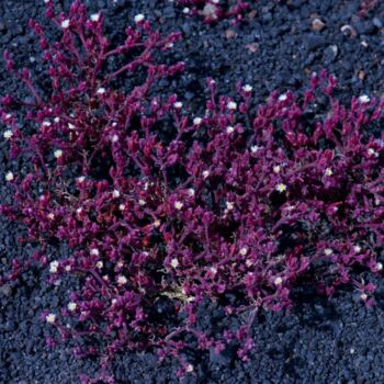 Fotografía titulada "timanfaya plant 5.j…" por Jean-Luc Bohin, Obra de arte original