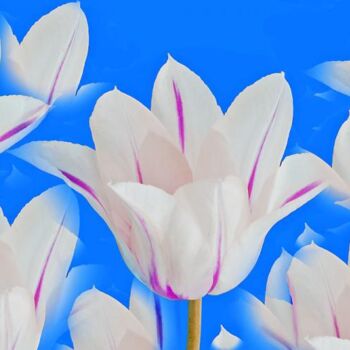 Photographie intitulée "tulipes blanche et…" par Jean-Luc Bohin, Œuvre d'art originale