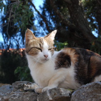 Photography titled "Le chat de Tautavel" by Jean Marie Cloarec, Original Artwork