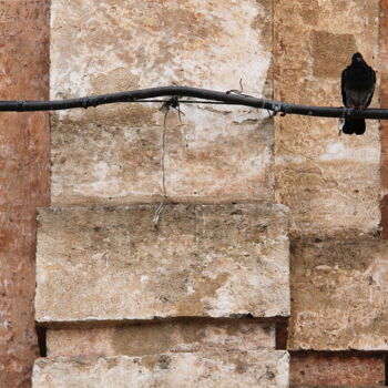 Photographie intitulée "Pigeon, Palerme" par Jean-Marie Virat, Œuvre d'art originale, Photographie numérique