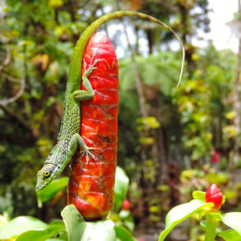 Fotografia zatytułowany „FLEUR AU LEZARD” autorstwa Jean-Michel Liewig, Oryginalna praca, Fotografia nie manipulowana