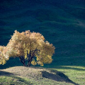 Фотография под названием "L'arbre" - Jean-Michel Liewig, Подлинное произведение искусства