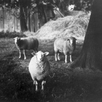 Fotografia intitulada "3 moutons polonais.…" por Jnm, Obras de arte originais