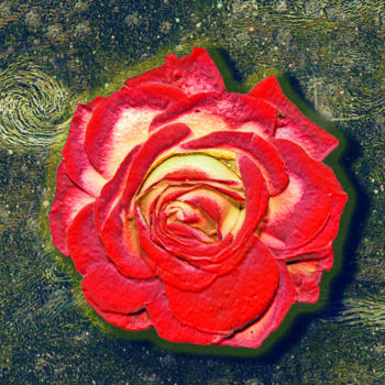 Photographie intitulée "p1010943c-rose-cosm…" par Jean-Paul Martin, Œuvre d'art originale