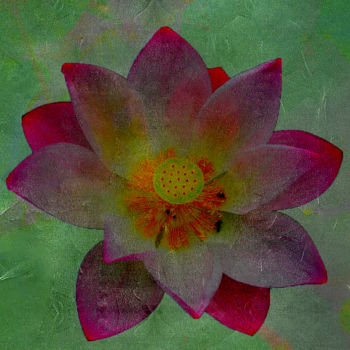 Photography titled "257-a4-lotus.jpg" by Jean-Paul Martin, Original Artwork