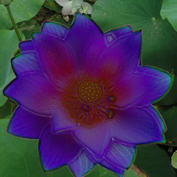 Фотография под названием "257b1-lotus.jpg" - Jean-Paul Martin, Подлинное произведение искусства
