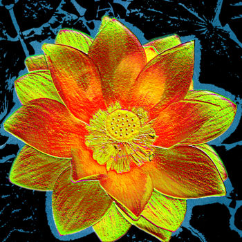 Photographie intitulée "257b16-lotus.jpg" par Jean-Paul Martin, Œuvre d'art originale