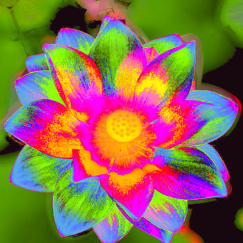 Photographie intitulée "257b17-lotus.jpg" par Jean-Paul Martin, Œuvre d'art originale