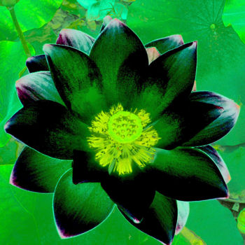 Fotografía titulada "257b27-lotus.jpg" por Jean-Paul Martin, Obra de arte original