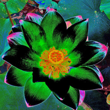 Photography titled "257b28-lotus.jpg" by Jean-Paul Martin, Original Artwork