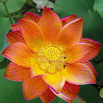 Fotografie getiteld "257b55-lotus.jpg" door Jean-Paul Martin, Origineel Kunstwerk