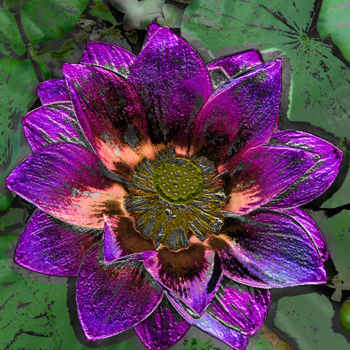 Photography titled "257b60-lotus-violac…" by Jean-Paul Martin, Original Artwork