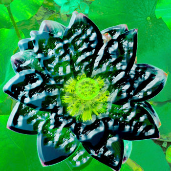 Photography titled "257b72-lotus.jpg" by Jean-Paul Martin, Original Artwork