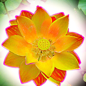 Photography titled "257b97-lotus.jpg" by Jean-Paul Martin, Original Artwork