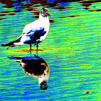 Photography titled "p1040866-mouette-co…" by Jean-Paul Martin, Original Artwork