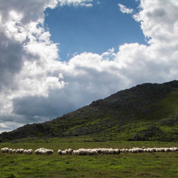 Fotografia intitolato "Moutons qui divague…" da Jean Paul Rosso, Opera d'arte originale