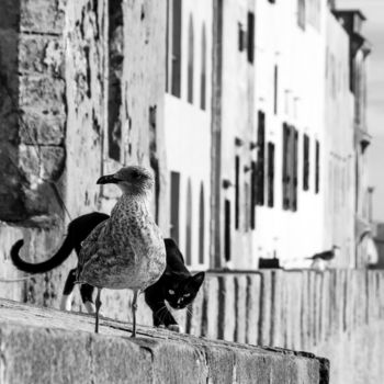 Fotografie mit dem Titel "Essaouira - The cat…" von Jean-Claude Chevrel, Original-Kunstwerk, Nicht bearbeitete Fotografie