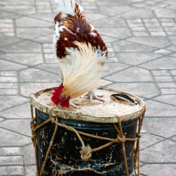 Fotografie getiteld "the rooster-drum" door Jean-Claude Chevrel, Origineel Kunstwerk, Niet gemanipuleerde fotografie