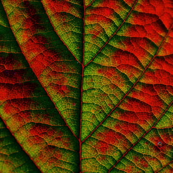 Photography titled "De la chlorophylle…" by Jean-Marc Le Bouille, Original Artwork, Digital Photography