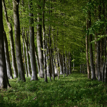 Photography titled "Série Forêts 5" by Jean-Michel Armand, Original Artwork, Digital Photography