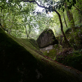 Photographie intitulée "Forêt primaire" par Jean-Michel Armand, Œuvre d'art originale, Photographie numérique