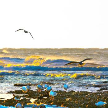 Pintura titulada "Seagulls in Oléron" por Jean Mirre, Obra de arte original, Otro