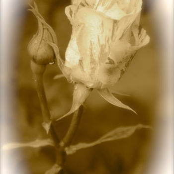 Photography titled "ROSE "COULEUR PASSE"" by Jeannette Allary, Original Artwork