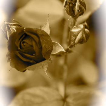 Photography titled "ROSE CONCERTO" by Jeannette Allary, Original Artwork