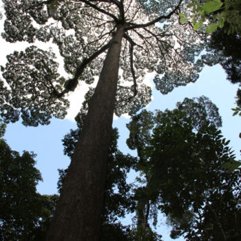 Fotografia zatytułowany „ARBRE  (ramure en d…” autorstwa Jeannette Allary, Oryginalna praca