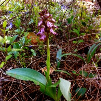 Photography titled "ORCHIS PURPUREA   (…" by Jeannette Allary, Original Artwork