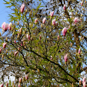 Fotografía titulada "VIVE LE PRINTEMPS !…" por Jeannette Allary, Obra de arte original