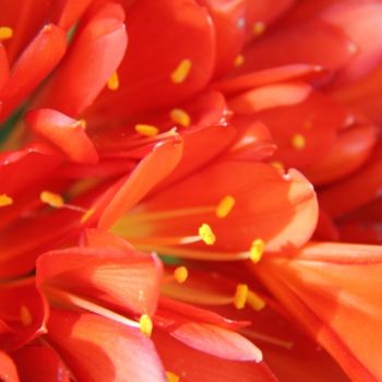 Photographie intitulée "AU COEUR DU CLIVIA" par Jeannette Allary, Œuvre d'art originale