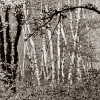 Fotografie mit dem Titel "Cœur de forêt I" von Jeanpaul Zak, Original-Kunstwerk, Analog Fotografie