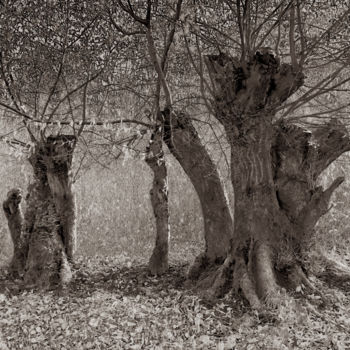 Fotografie mit dem Titel "Cœur de forêt VI" von Jeanpaul Zak, Original-Kunstwerk, Digitale Fotografie