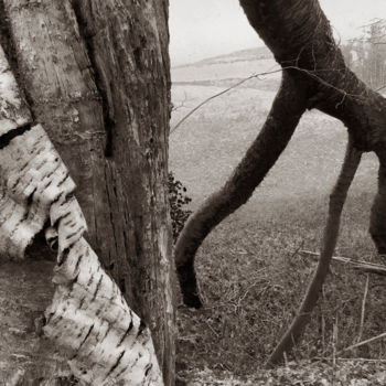 Фотография под названием "Cœur de forêt VII" - Jeanpaul Zak, Подлинное произведение искусства, Цифровая фотография