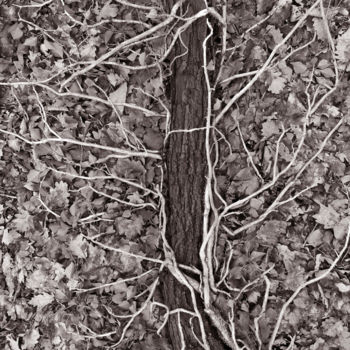 Fotografía titulada "Cœur de forêt VIII" por Jeanpaul Zak, Obra de arte original, Fotografía digital