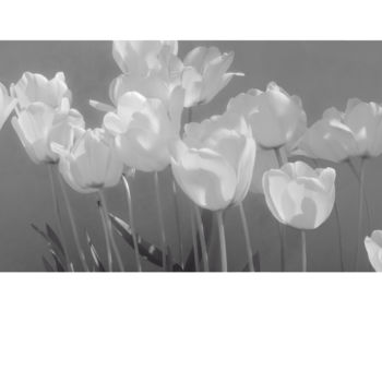 Fotografia intitolato "Tulipes du jardin" da Jeanpaul Zak, Opera d'arte originale, fotografia a pellicola