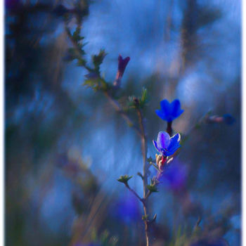 Photographie intitulée "Du bleu à l'âme" par Jean-Yves Lacy, Œuvre d'art originale, Photographie numérique