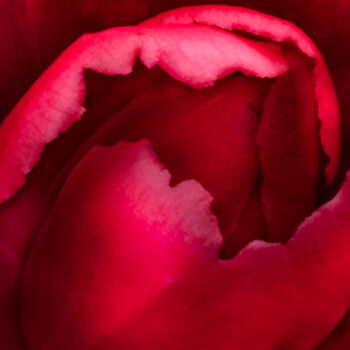 Fotografie mit dem Titel "Camellia Blossom" von Jeff Griffiths, Original-Kunstwerk, Digitale Fotografie