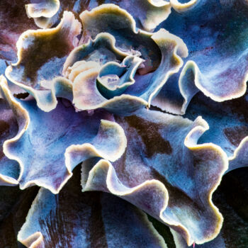 摄影 标题为“Ruffled Succulent” 由Jeff Griffiths, 原创艺术品, 数码摄影