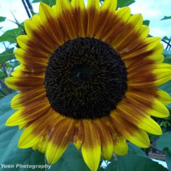 摄影 标题为“Sunflower” 由Jennie Yuen, 原创艺术品