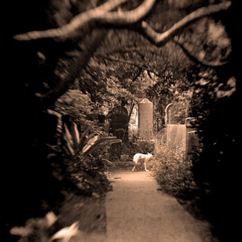 Fotografie mit dem Titel "Wolf Ghost Savannah" von Jennifer Wright, Original-Kunstwerk, Digitale Fotografie