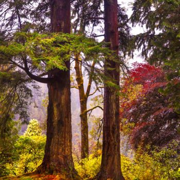 Photography titled "Trees in Autumn Glo…" by Jenny Rainbow, Original Artwork