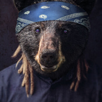 Digital Arts titled "Gangsta Bear" by Jeremy Bourgois (Nyssop design), Original Artwork, Manipulated Photography