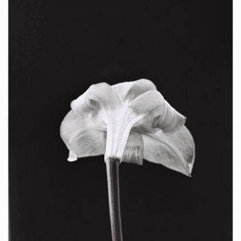 「Flowers2.jpg」というタイトルの写真撮影 Jérôme Bouchezによって, オリジナルのアートワーク