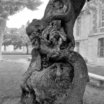 Fotografie getiteld "L'arbre de memoire" door Jérôme Cambra, Origineel Kunstwerk