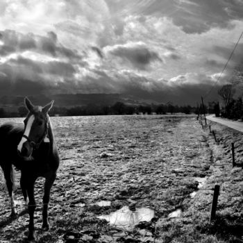 Fotografie getiteld "Pur sang au pâturage" door Jérôme Cambra, Origineel Kunstwerk