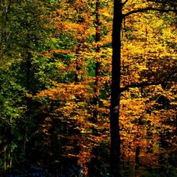 L'automne dans la forêt de Locquignol