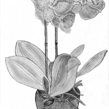 Dessin intitulée "Orchidé" par Jean-Jacques Gomez, Œuvre d'art originale, Autre