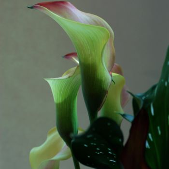 Photography titled "Kitchen Calla Lilie…" by Jim Cureton, Original Artwork, Digital Photography